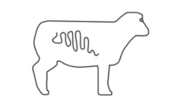 Boyaux de porc, mouton et boeuf